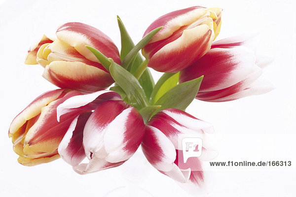 Tulpen,  Tulipa gesneriana,  Nahaufnahme