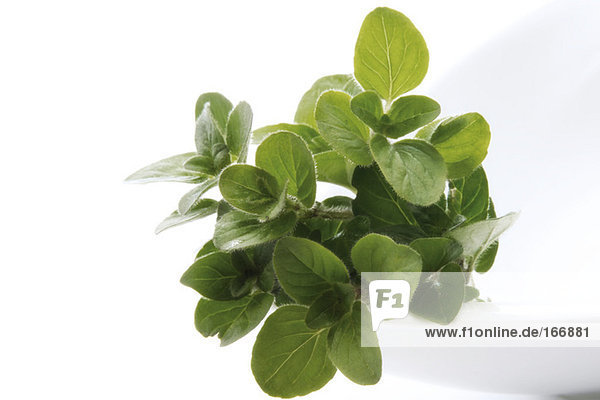 Oregano (Origanum vulgare) Nahaufnahme