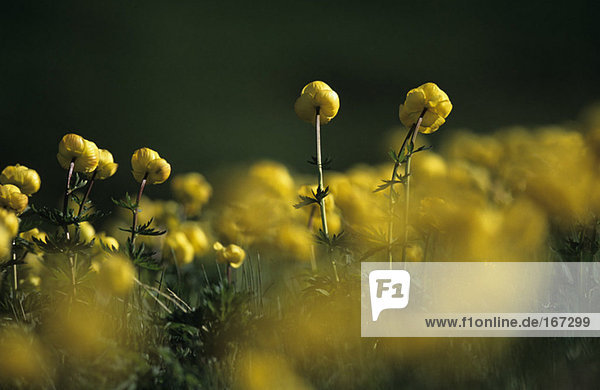 Globeflowers  Trollius europaeus