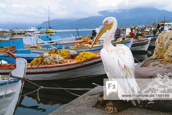 Wildlife  Bird