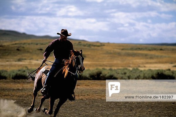 Cowboy riding horse holding lasso  Pampas  Montana  USA