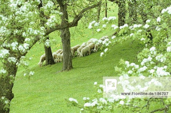 Österreich  große Gruppe von Schafen auf der Weide