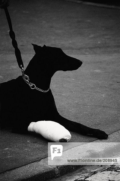 Hund mit bandagiertem Bein