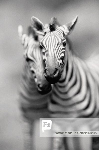 Paar Zebras
