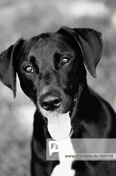 Porträt eines schwarz-weißen Hundes