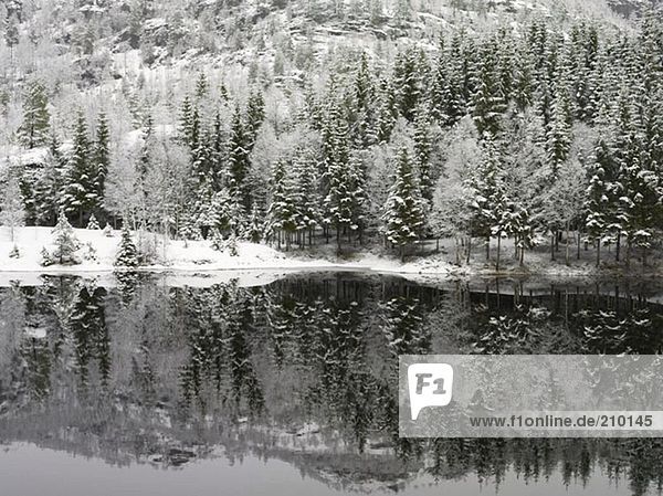 Lake and snow-covered trees
