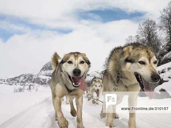 Huskies trekking in the snow