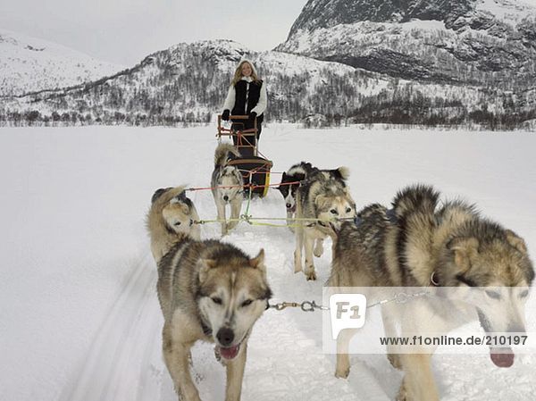 Woman on a dog sled