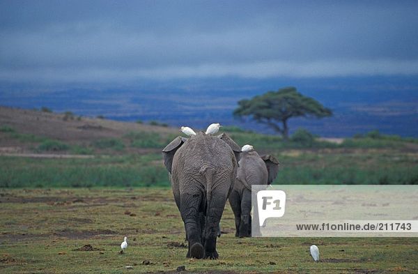 Afrikanische Elefanten (Loxodonta Africana) mit Reiher im Feld