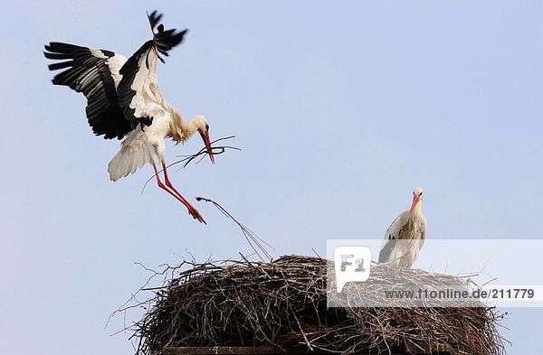 Zwei Storch (Ciconia Ciconia) fliegen Gebäude sein nest