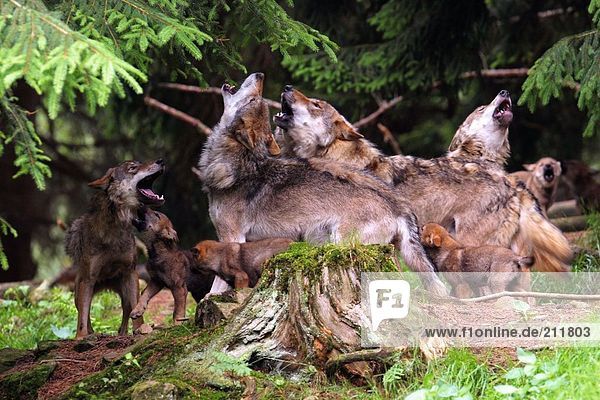 Herd of Grey wolves (Canis lupus) howling in forest  Bavarian Forest National Park  Bavaria  Germany