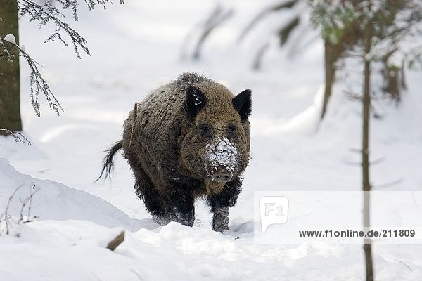 Wild Boar (Sus scrofa) standing in snow