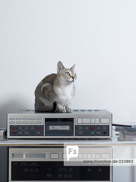 Katze sitzend auf einer Stereoanlage