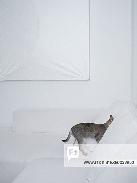 Grey cat hiding in a white sofa
