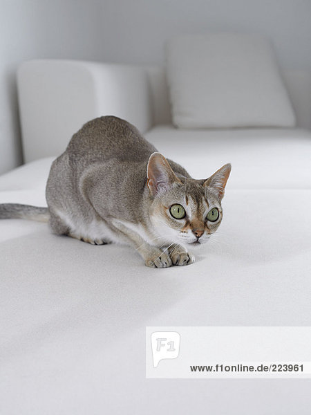 Graue Katze auf weißem Sofa