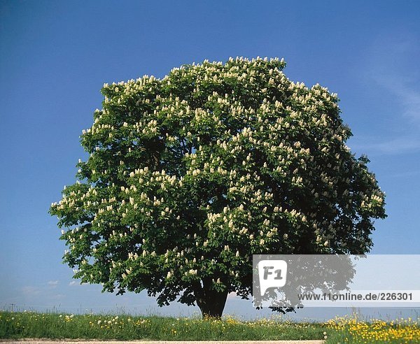 Blumen blühen auf Kastanienbaum im Feld  Deutschland