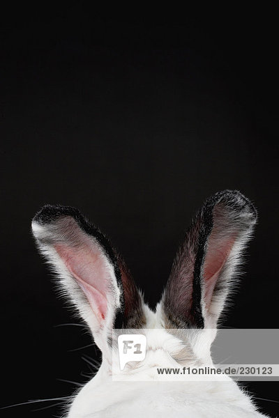 Kaninchenohren