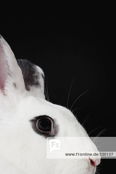 Kopf des weißen Kaninchens