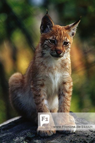 Luchs (Lynx Lynx) sitzen auf Felsen im Wald  Nationalpark Bayerischer Wald  Bayern  Deutschland