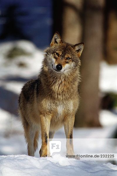 Grauwolf Canis lupus pambasileus stehend Bayern Deutschland Schnee Nationalpark Bayerischer Wald