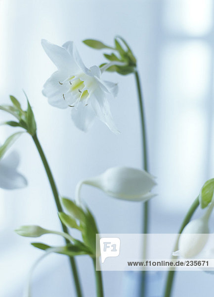 Eucharis  Nahaufnahme