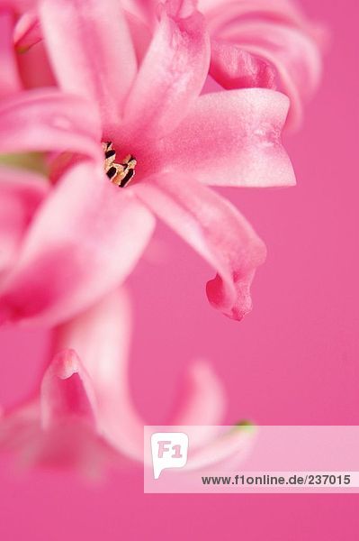 Nahaufnahme der blühenden Blüten in rosa Hyacinthus Orientalis