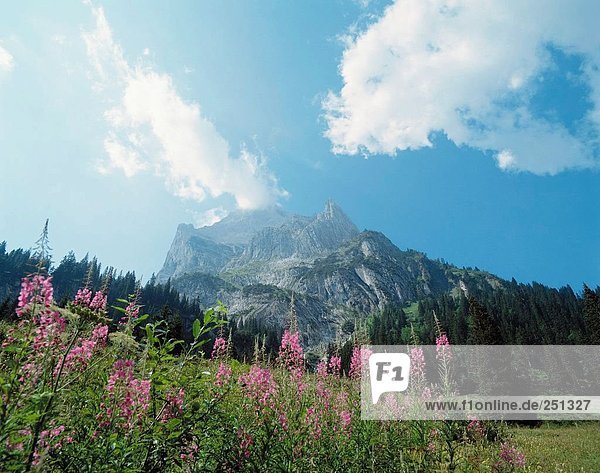 Landschaftlich schön landschaftlich reizvoll Berg Blume Europäische Union EU Alpen Berner Oberland Kanton Bern Schweiz