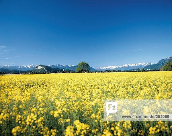 10635516  Landschaft  Landwirtschaft  Alpen  Nutzpflanzen  Vergewaltigung  Raps rapsfeld  Schnee Berge  Schweiz  Europa  Rheintal