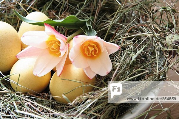 Close-up of two tulip flowers and Easter eggs in nest