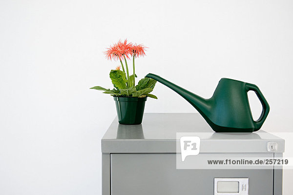 Plant and watering can on filing cabinet