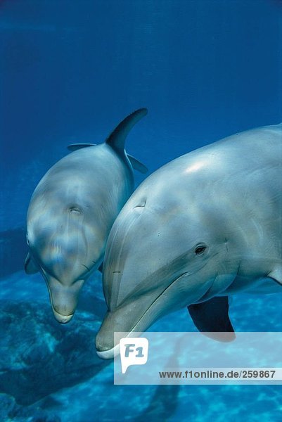 Wildlife. Säugetiere (Ozean). Dolphin.