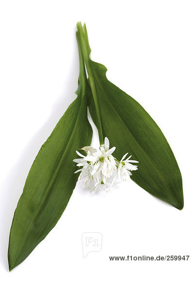 BearÅ½s garlic  Allium ursinum