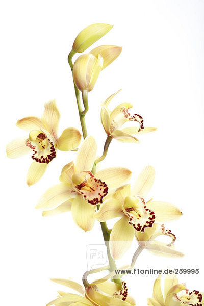 Gelbe Orchidee vor weißem Hintergrund,  Nahaufnahme