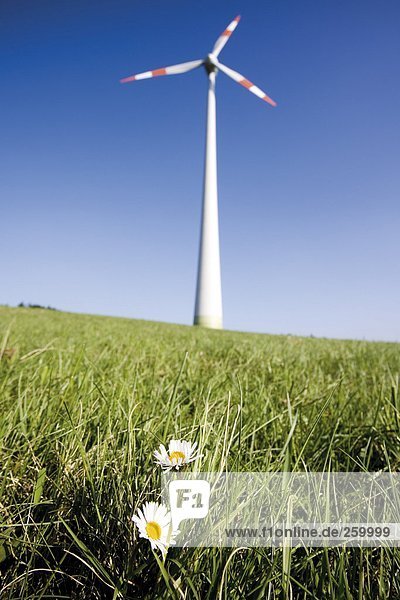 Windkraftanlage auf der Wiese  Blickwinkel niedrig