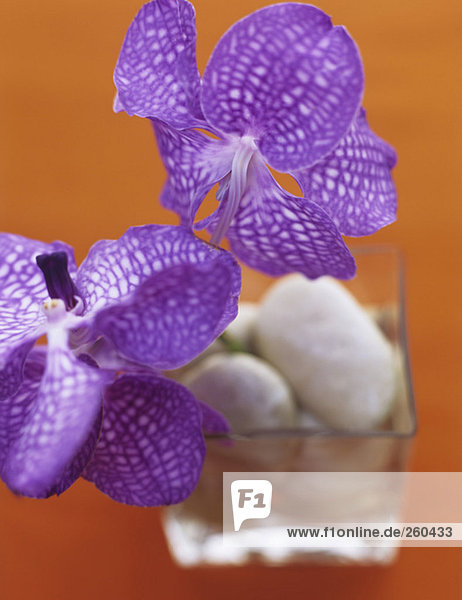 Karierte Orchideen  Nahaufnahme