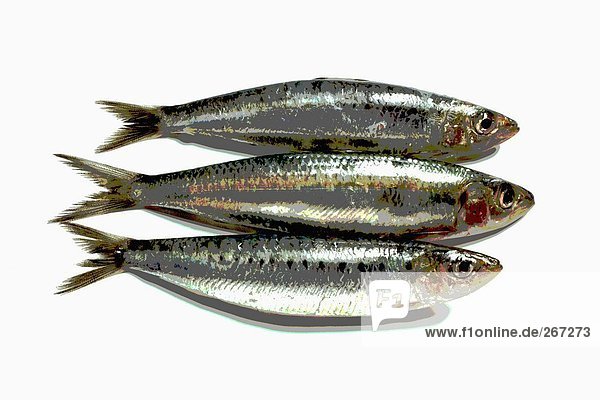 Three sardines  photographed with special effect