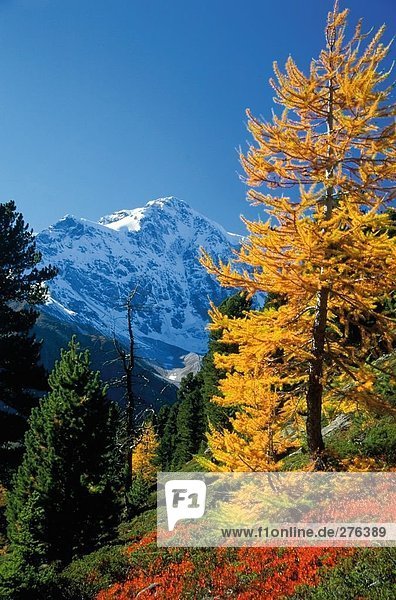 Lärchen auf Hügel  Mt Ortler  Nationalpark Stilfserjoch  Südtirol  Italien