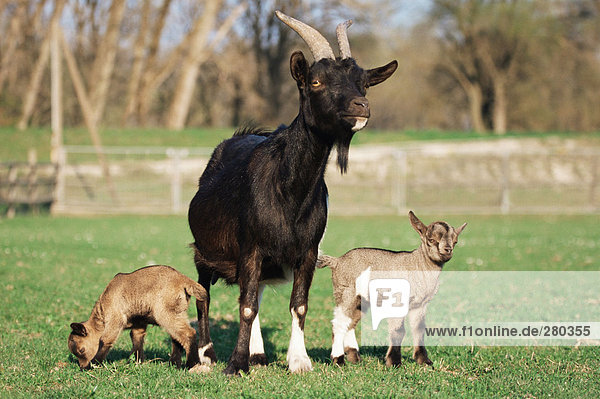 Three goats in field