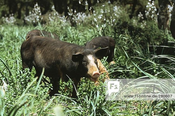 Pigs foraging in field Giara Di Gesturi Sardinia Italy