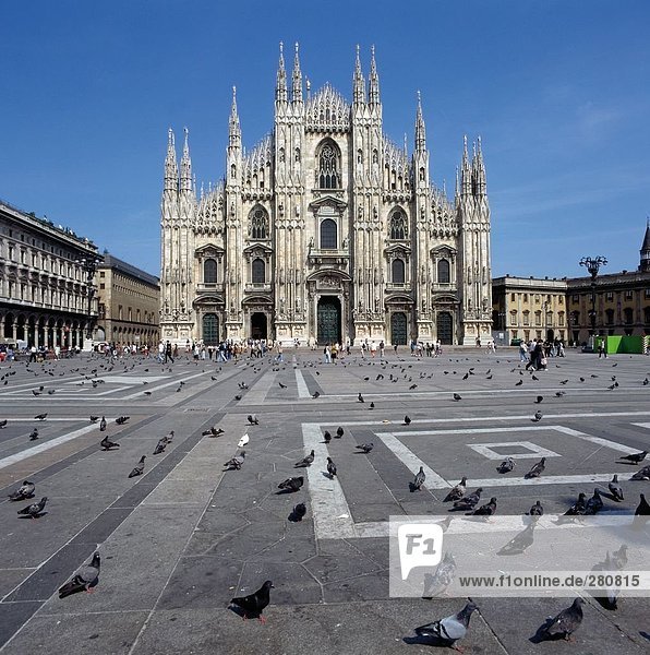 Tauben vor der Kathedrale  Piazza del Duomo  Mailand  Italien
