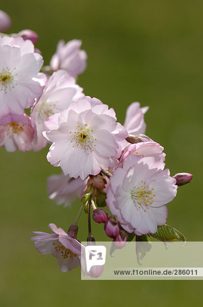 Kirschblüten  Nahaufnahme
