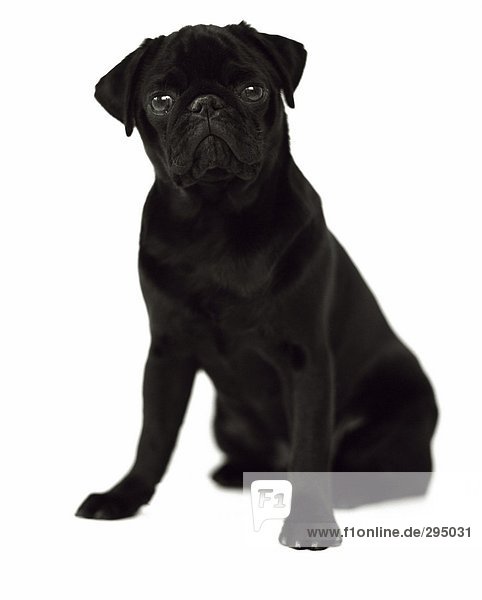 Eine schwarze Pugdog vor einem weißen Hintergrund.