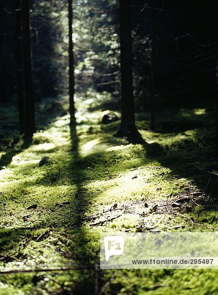 Sonnenlicht in einem Wald.
