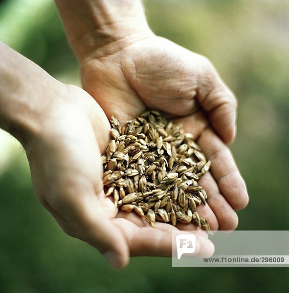 Seeds in a hand.