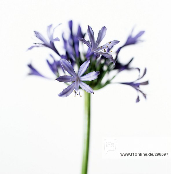 Ein lila Blaulilie mit einem weißen Hintergrund Nahaufnahme.