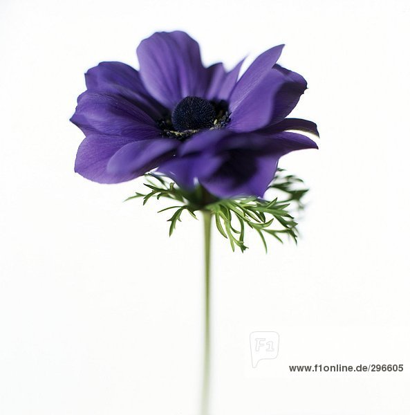 A purple anemone on a white background close-up.