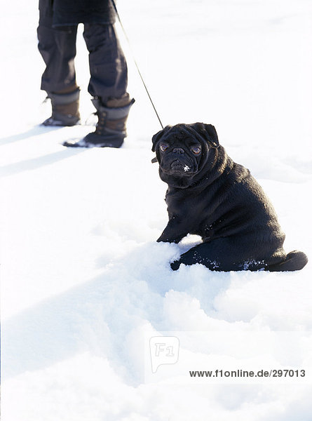 A pug dog on a walk in the snow.