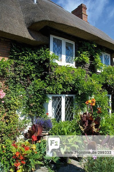 Efeu Hedera helix Blume Wohnhaus frontal England Sussex
