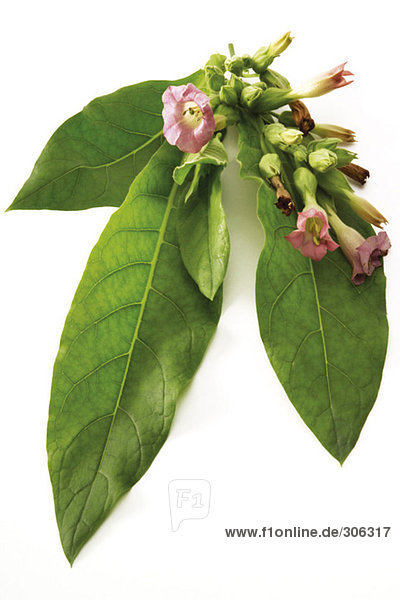 Blühende Tabakpflanze,  Nahaufnahme
