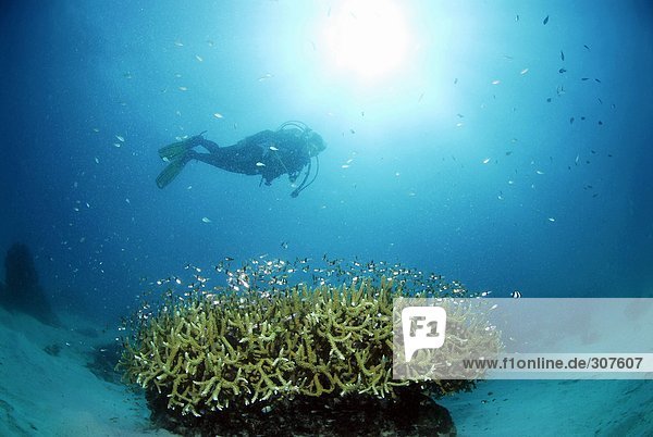 Philippines  Dalmakya Island  scuba diver in coral reef  underwater view